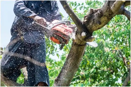 tree services Stateburg